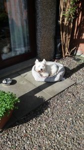 Daisy enjoying the sun