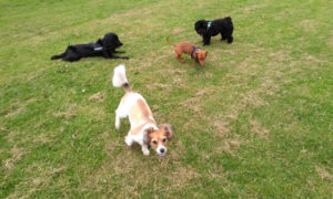 Oscar, Tara and two doggie friends